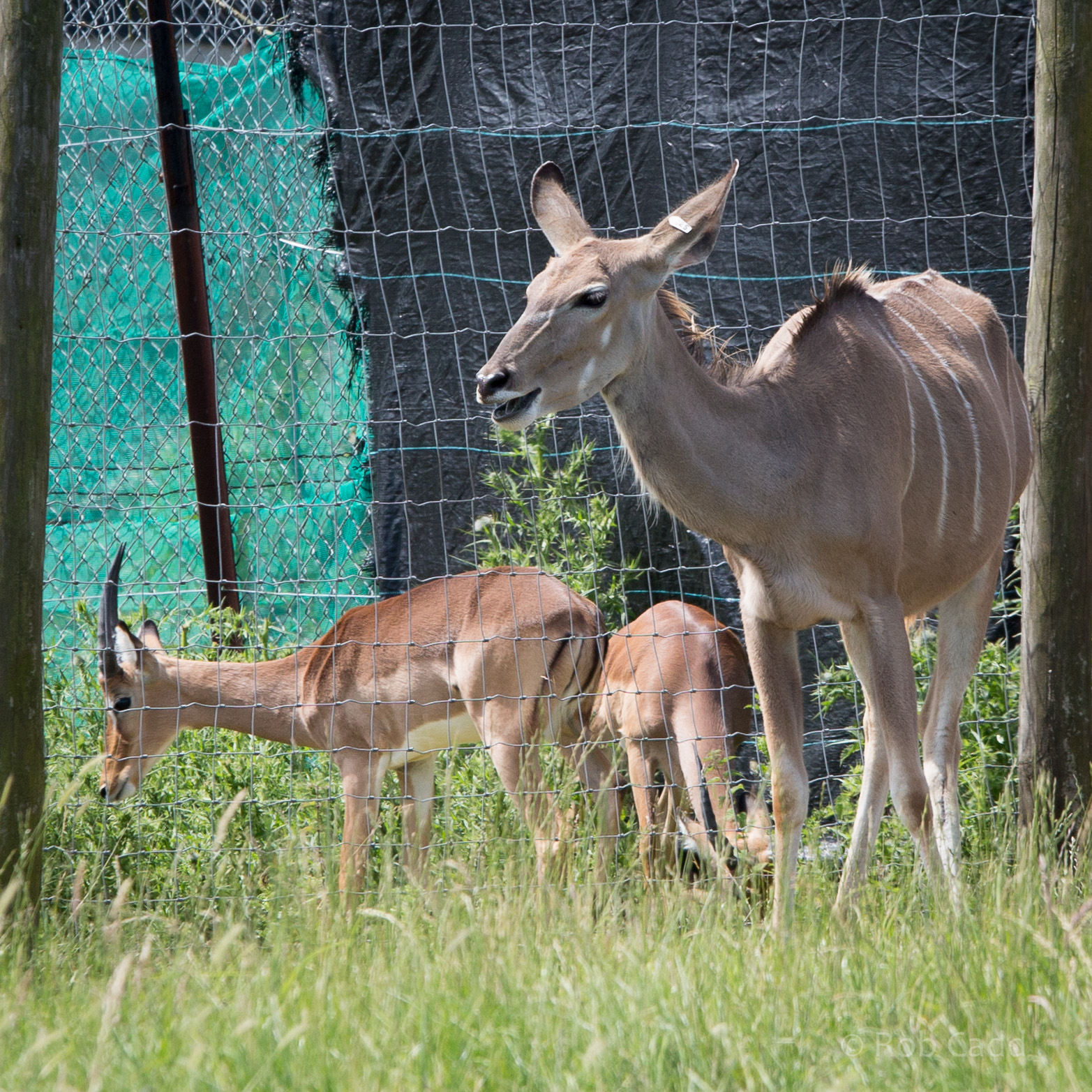 Greater kudu and impala : Whipsnade : 22 Jun 2014