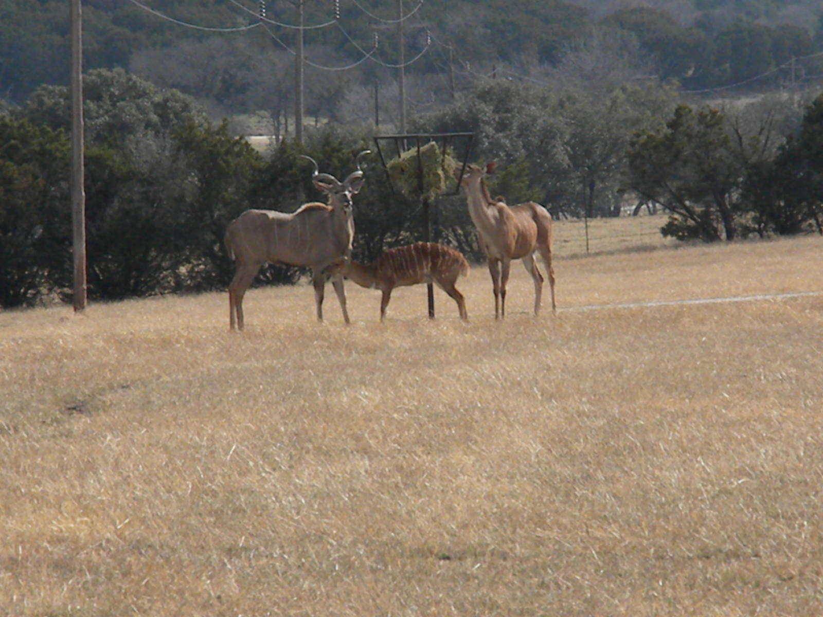 Greater Kudu and Nyala