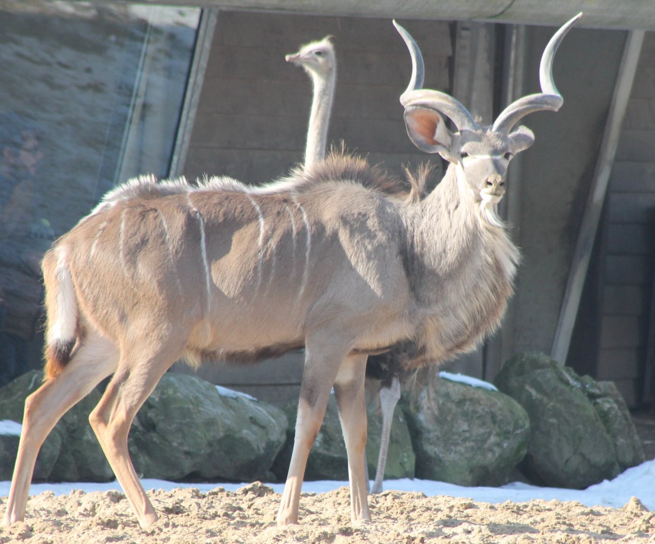 Greater kudu and Ostrich