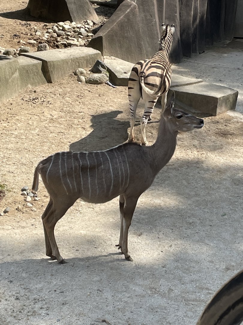 Greater Kudu and Plains (?) Zebra (6/23/21)