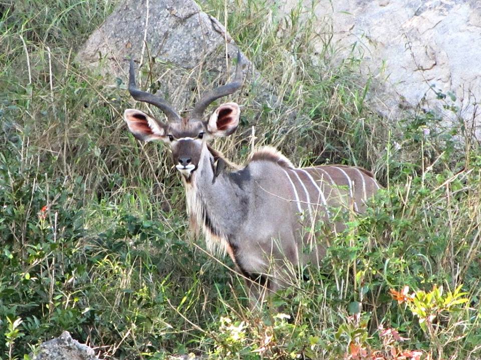 Greater Kudu and Red-billed Oxpecker