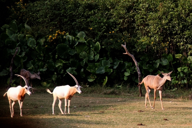 Greater kudu and scimitar-horned oryx