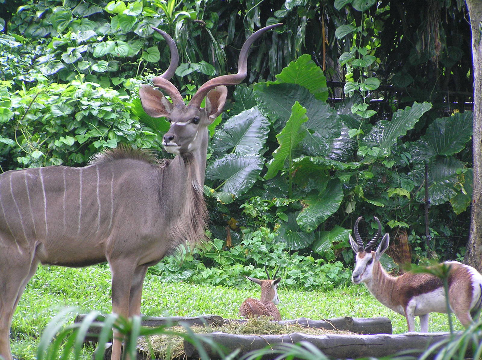 Greater kudu and springbok - Singapore