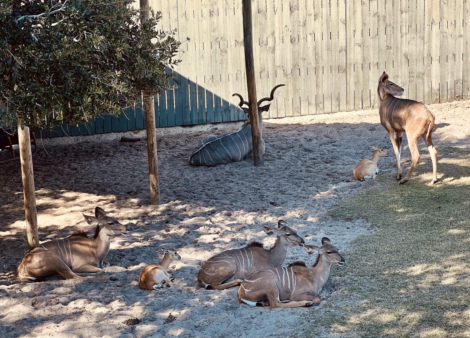 Greater Kudu (and two Blackbuck)
