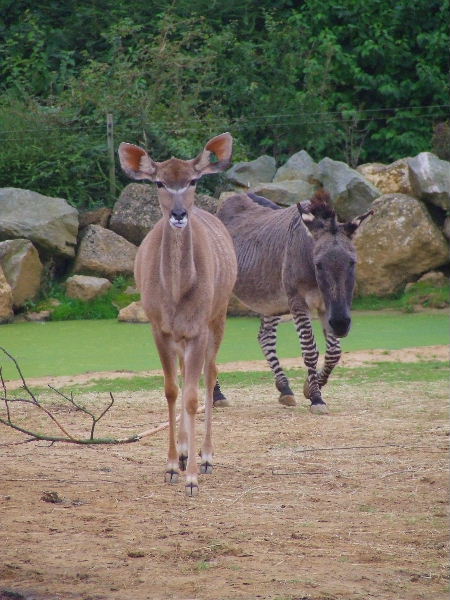 Greater Kudu and Zeedonk, Spirit of Africa Exhibit