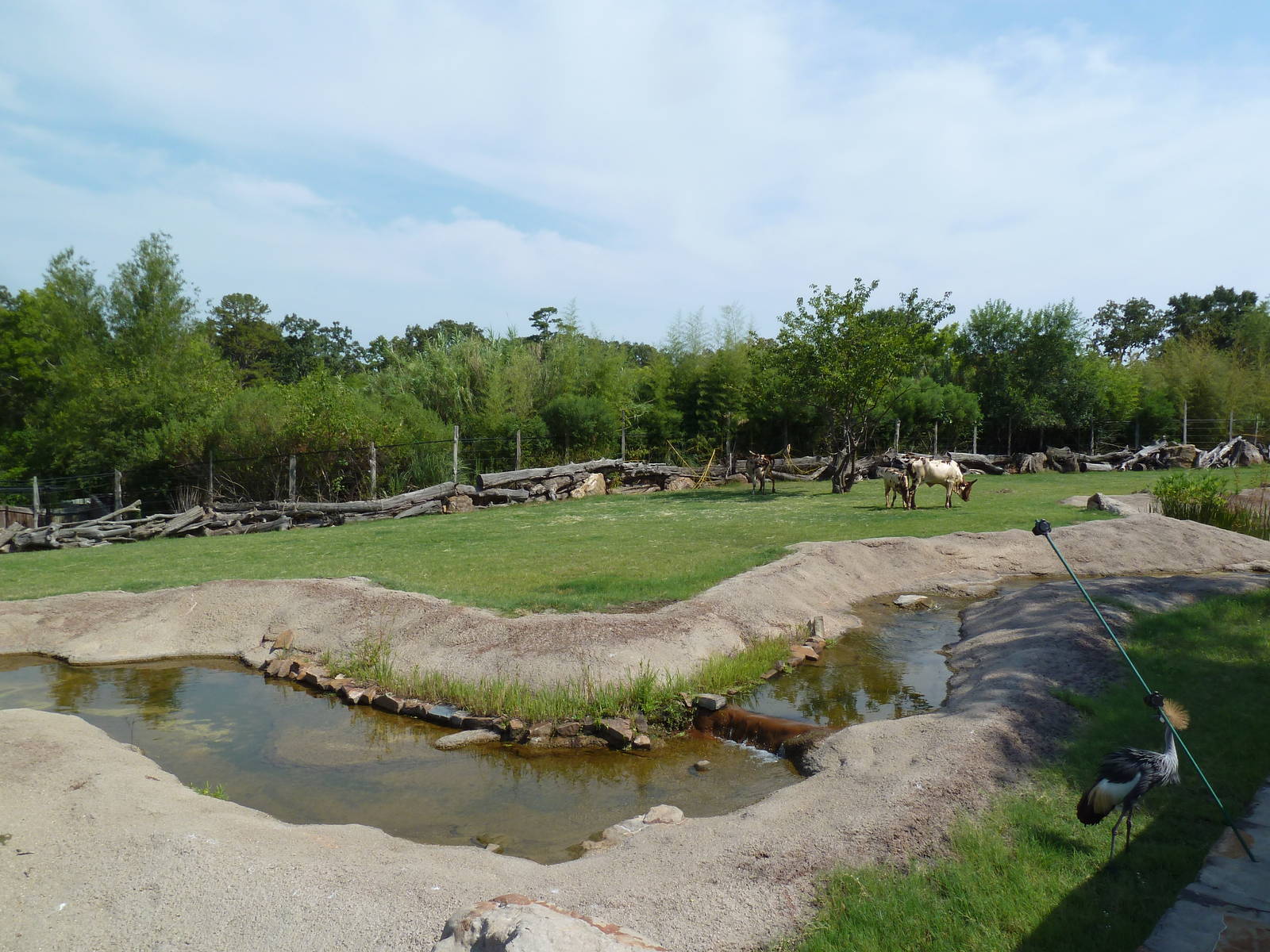 Greater Kudu/Ankole Cattle/Crowned Crane Exhibit