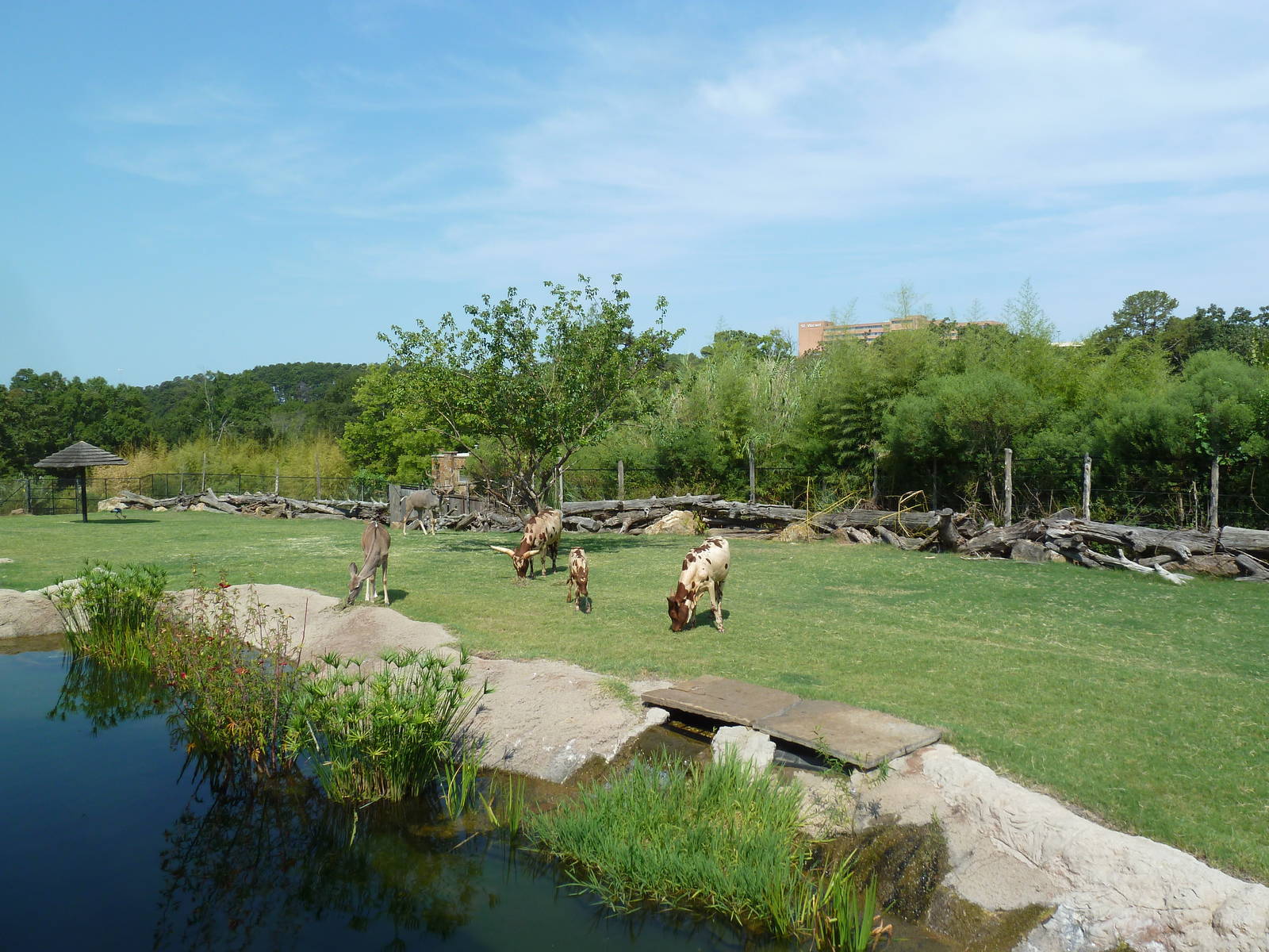 Greater Kudu/Ankole Cattle/Crowned Crane Exhibit