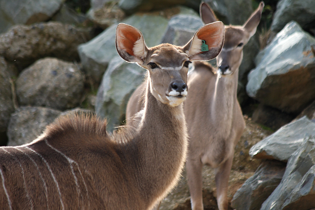 Greater Kudu at Colchester 21/10/08