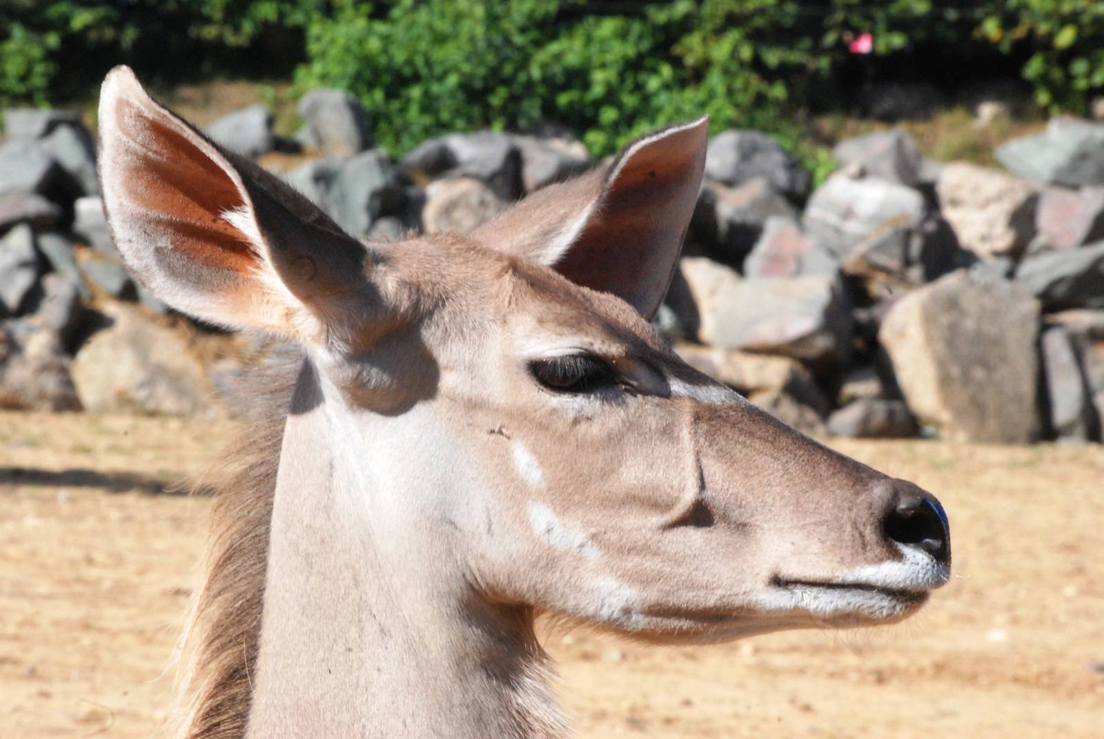 Greater Kudu at Colchester, 31/08/13