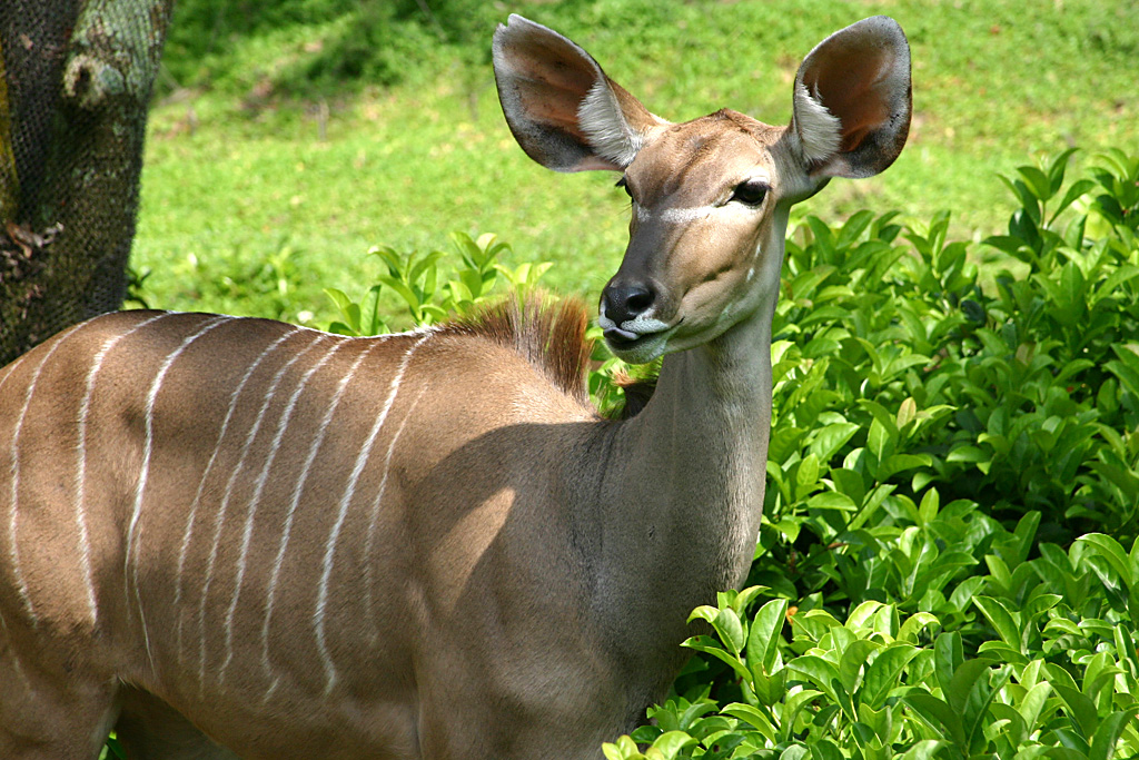 Greater Kudu at Disneys Animal Kingdom 22/03/05
