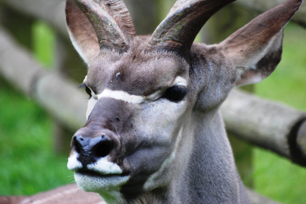 Greater Kudu at Howletts, 30/08/14