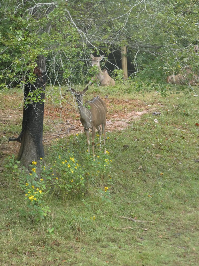 Greater Kudu at the North Carolina Zoo