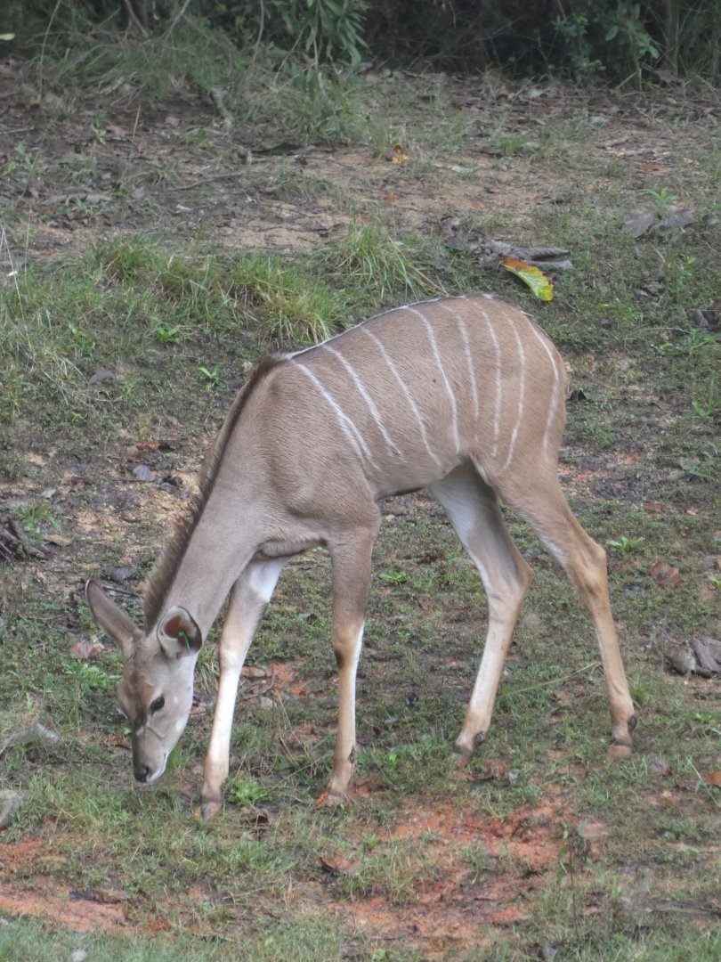 Greater Kudu at the North Carolina Zoo