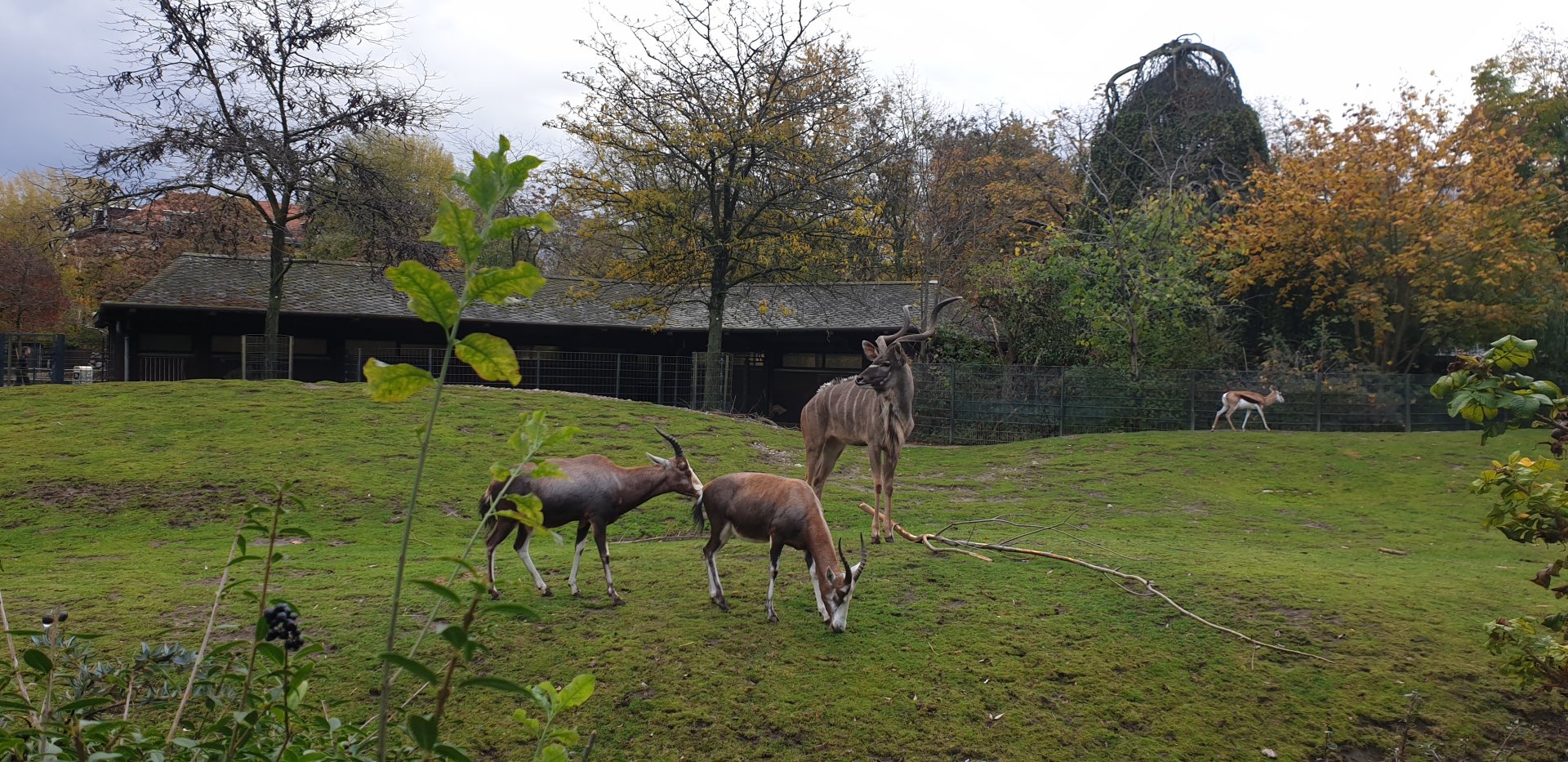 Greater Kudu, Blesbock, Springbok