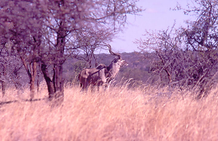 Greater Kudu buck