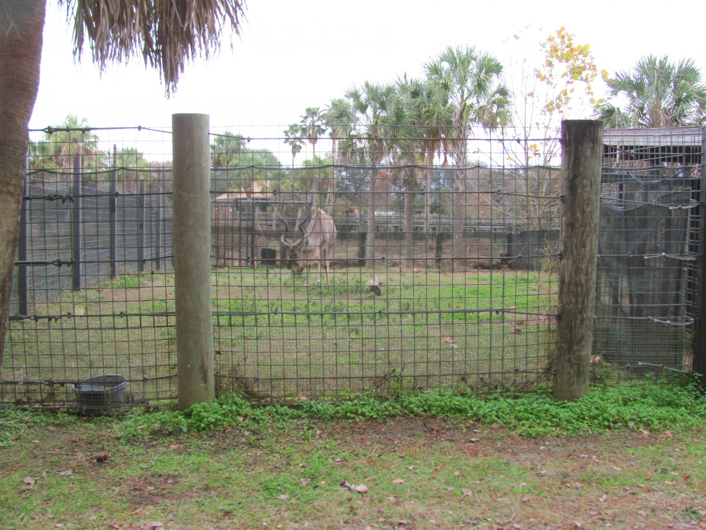 Greater Kudu Bull (From Train)