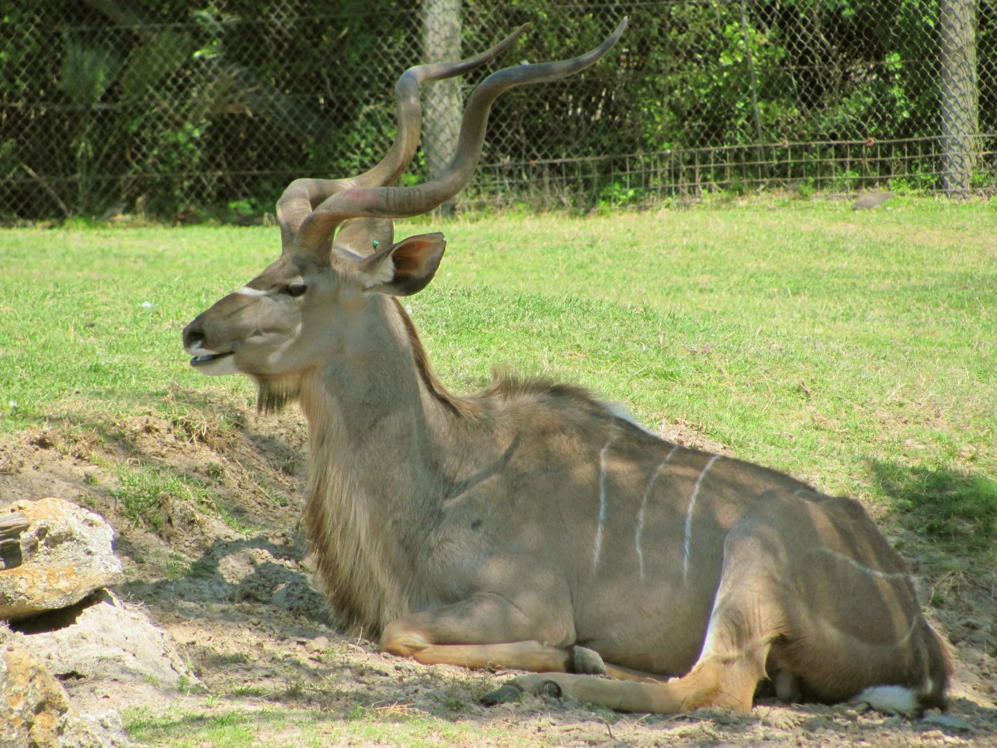 Greater Kudu Bull