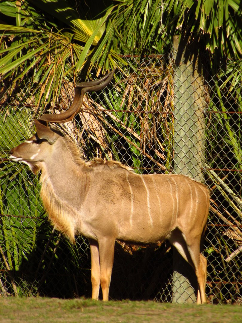 Greater Kudu Bull