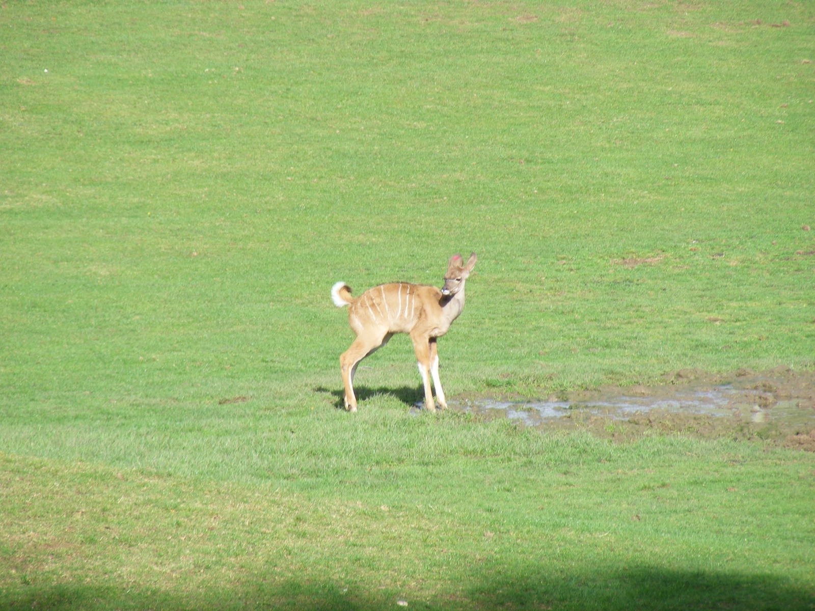 Greater kudu calf at Marwell Wildlife, 25 October 2009