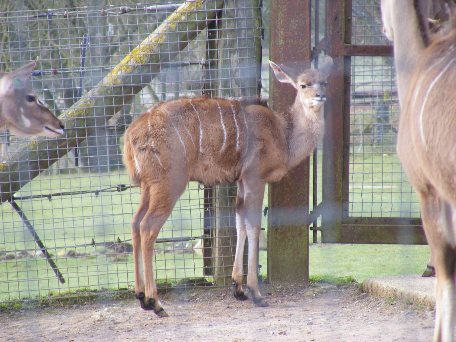 Greater kudu calf at Marwell Wildlife, 31 January 2010