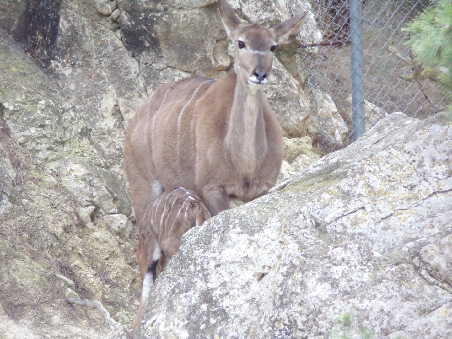 Greater Kudu calf nursing - Réserve Africaine de Sigean (2024)