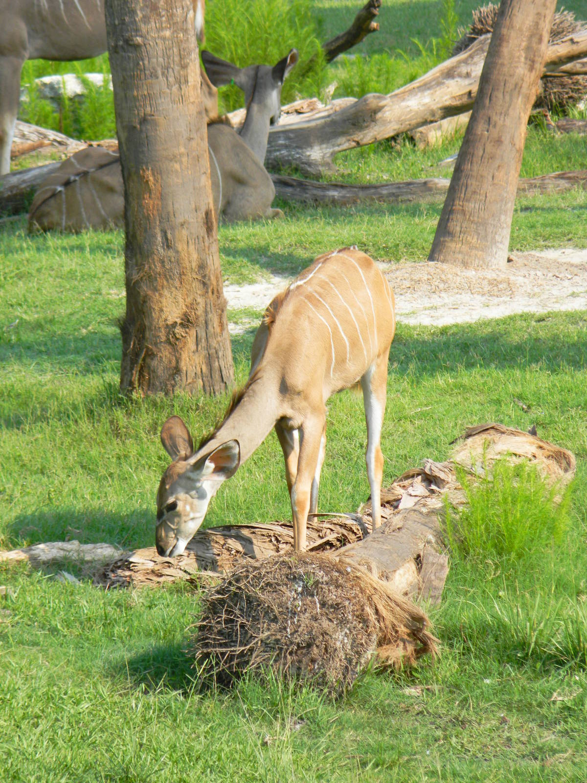 Greater Kudu Calf