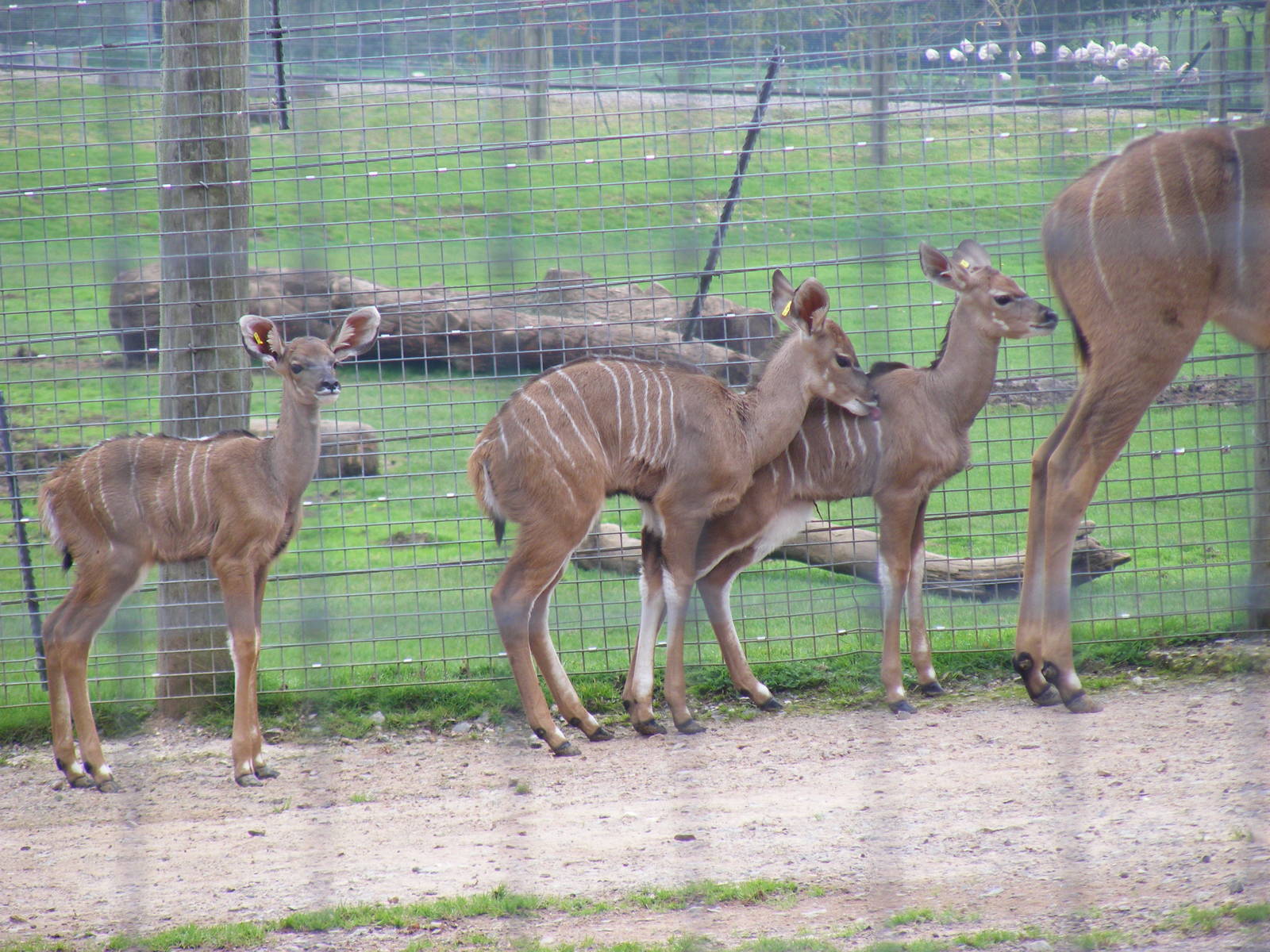 Greater kudu calves at Marwell Wildlife, 9 October 2010