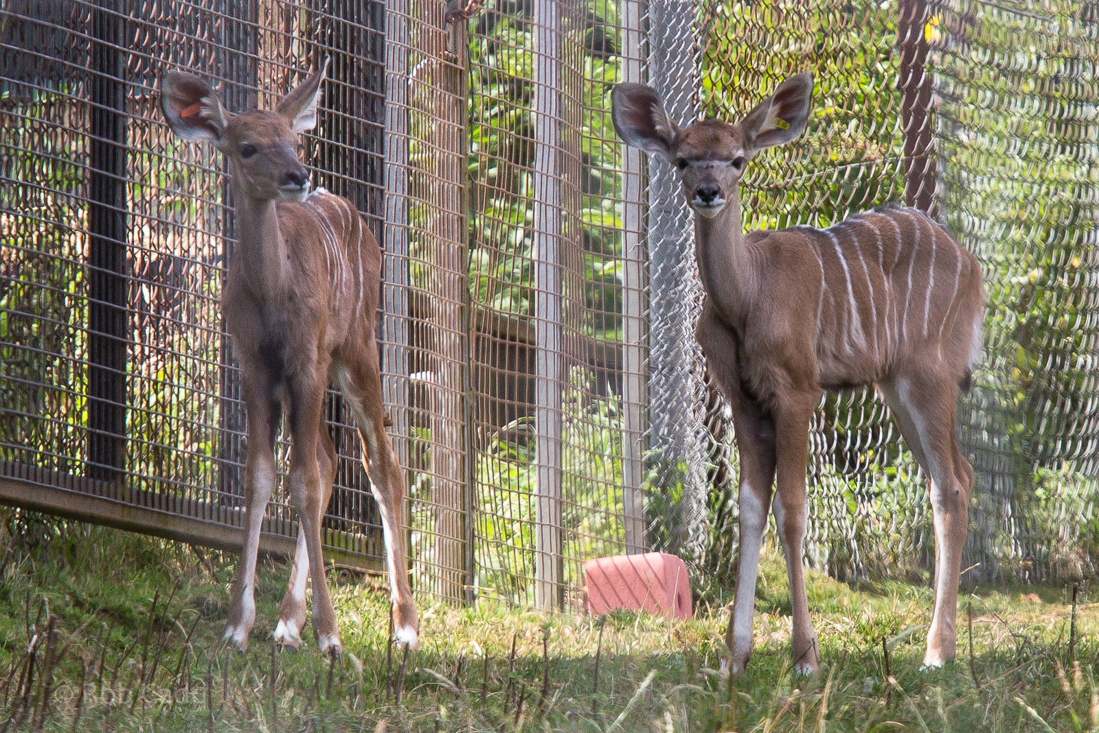 Greater kudu (calves) : Whipsnade : 27 Jul 2014
