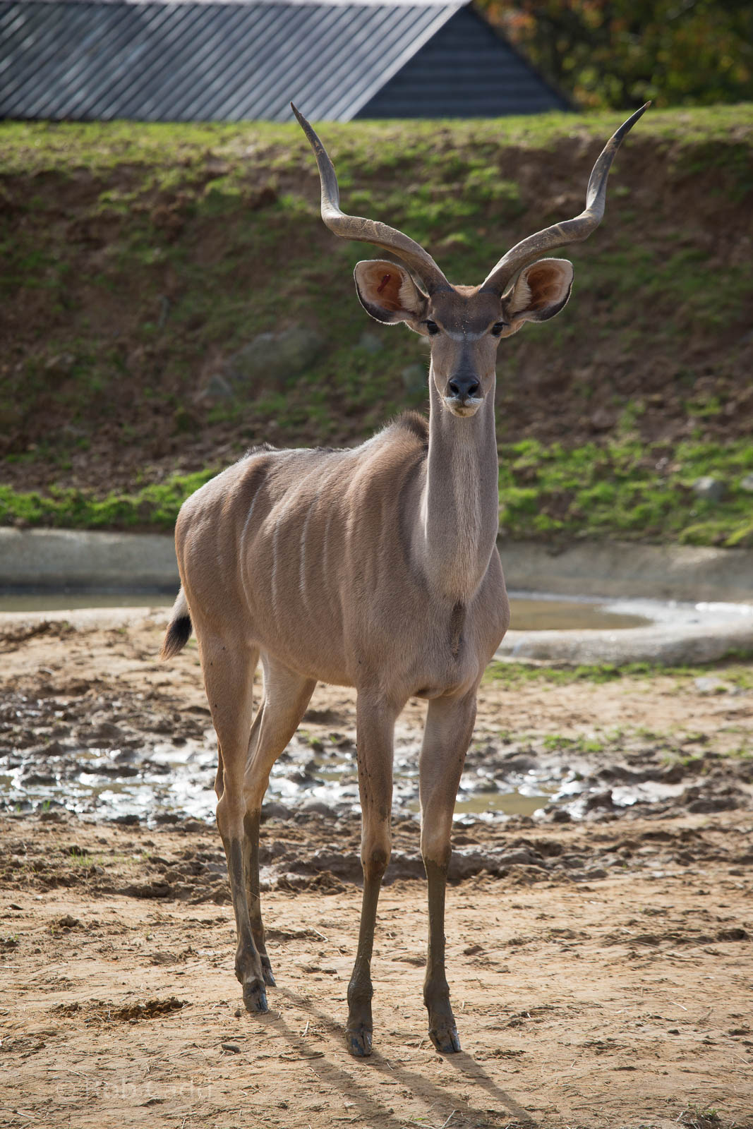 Greater kudu : Colchester : 18 Oct 2014