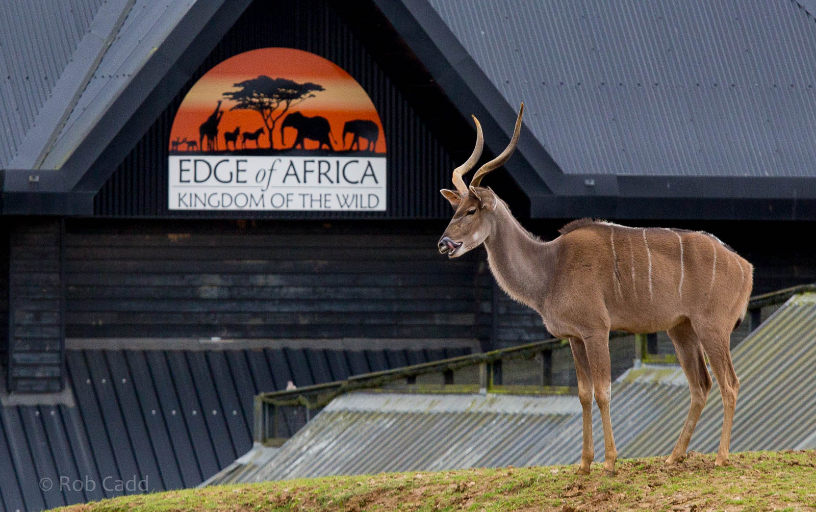 Greater kudu : Colchester : 18 Oct 2014