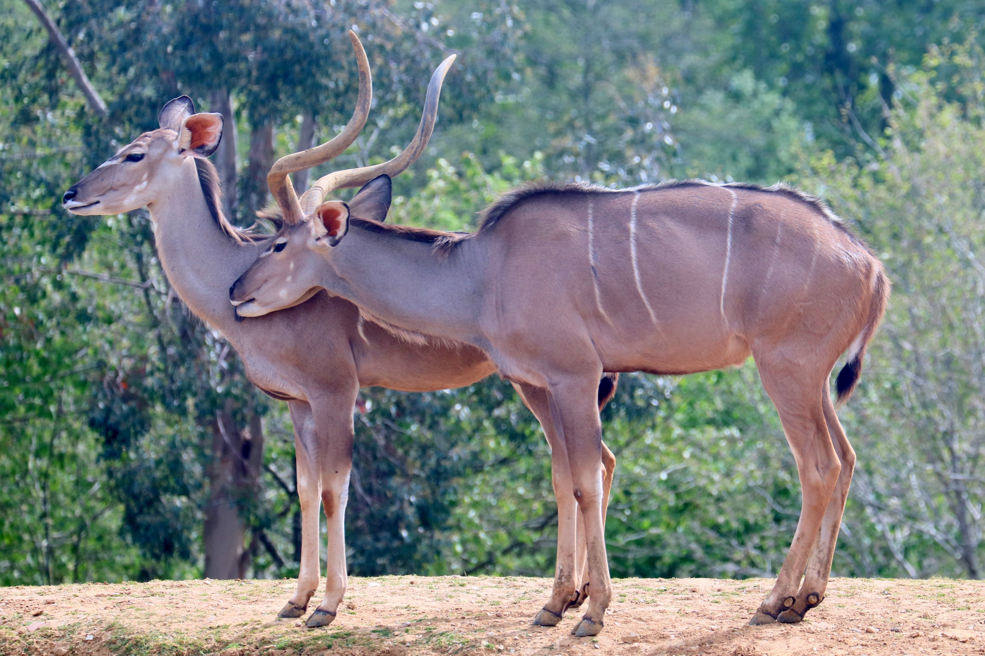 Greater kudu; Colchester; 6th May 2022
