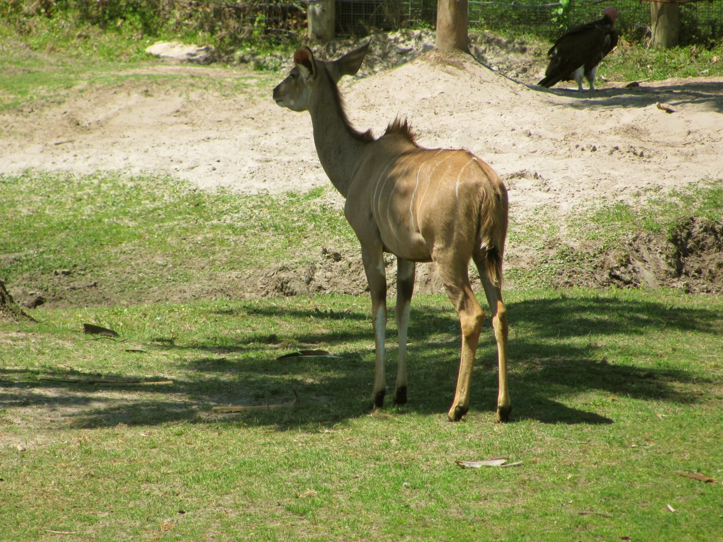 Greater Kudu Cow
