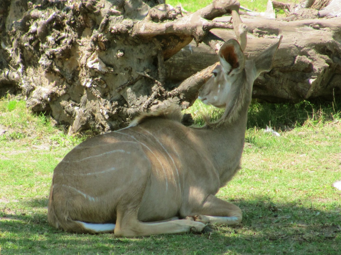 Greater Kudu Cow
