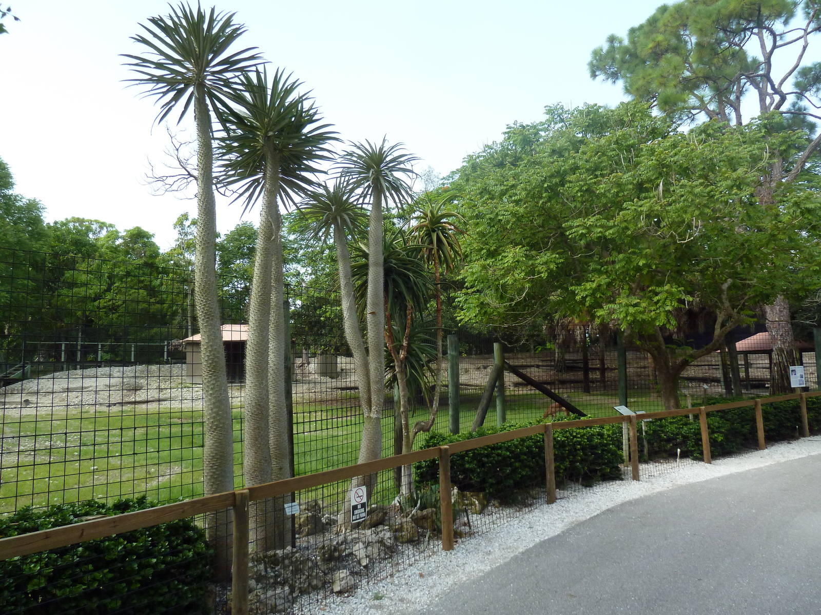 Greater Kudu/Dorcas Gazelle/Impala Exhibit