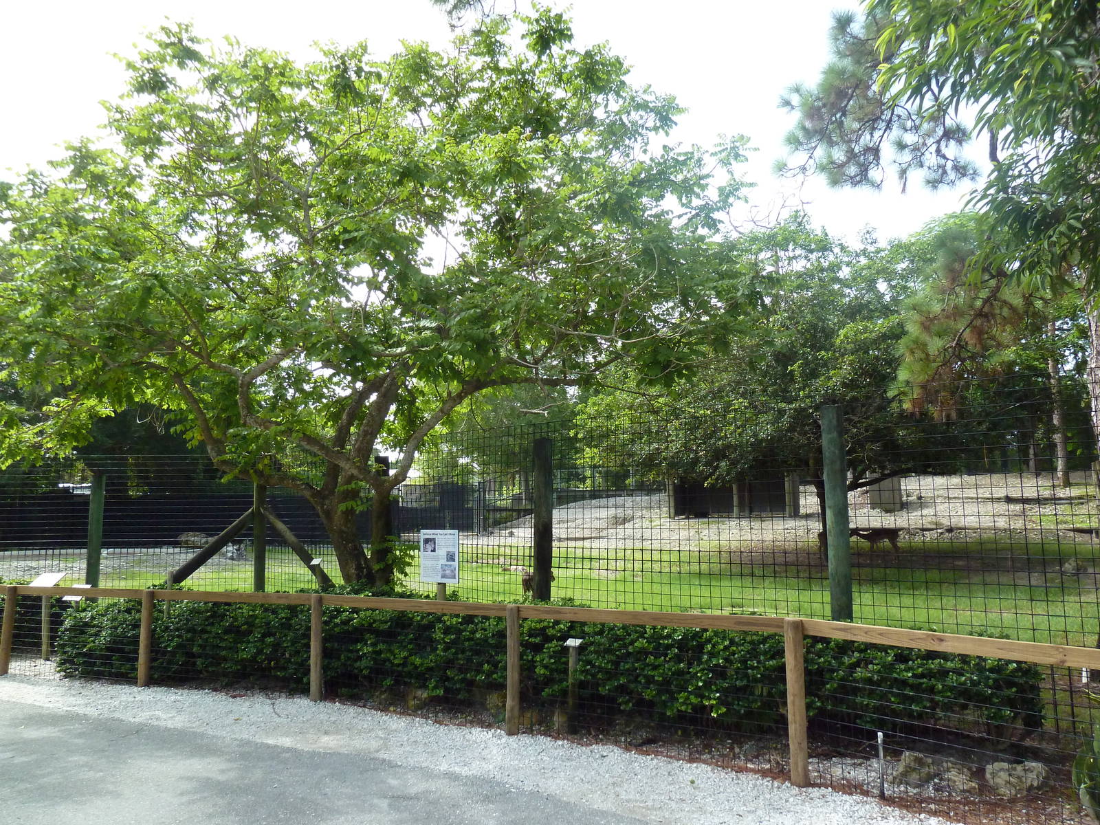 Greater Kudu/Dorcas Gazelle/Impala Exhibit