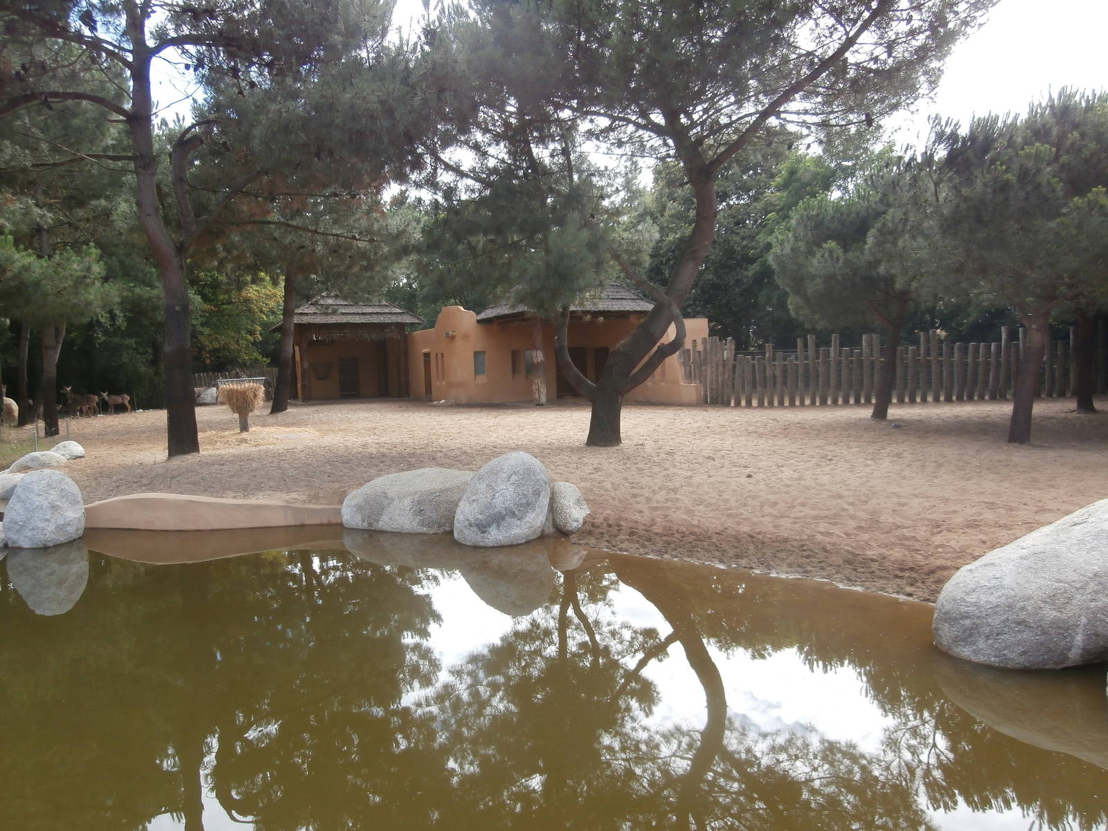 Greater kudu enclosure