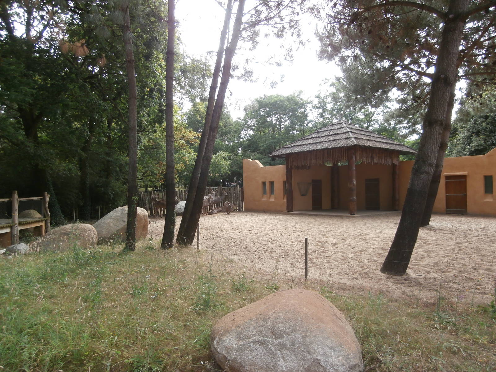 Greater kudu enclosure