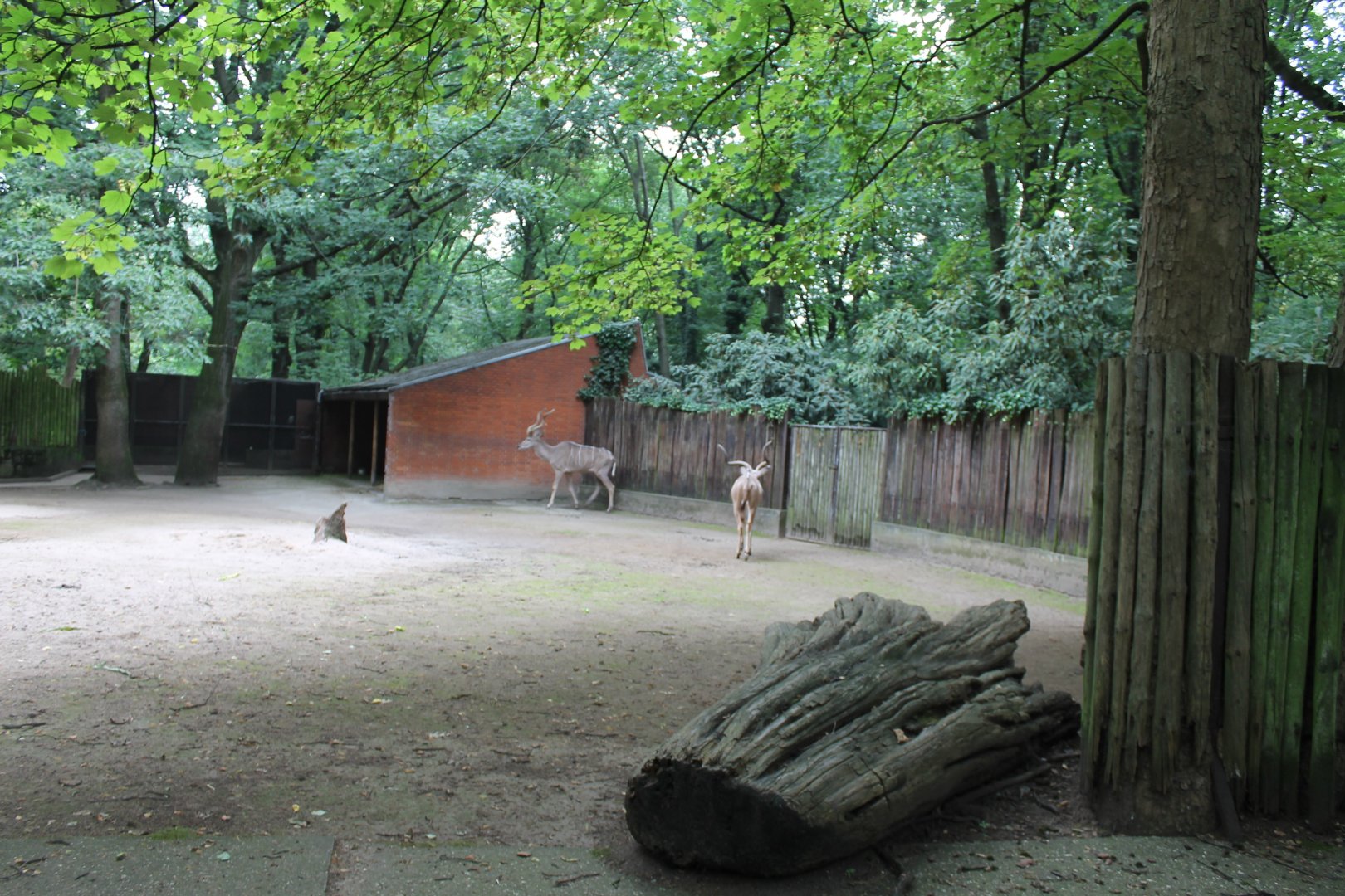 Greater Kudu enclosure