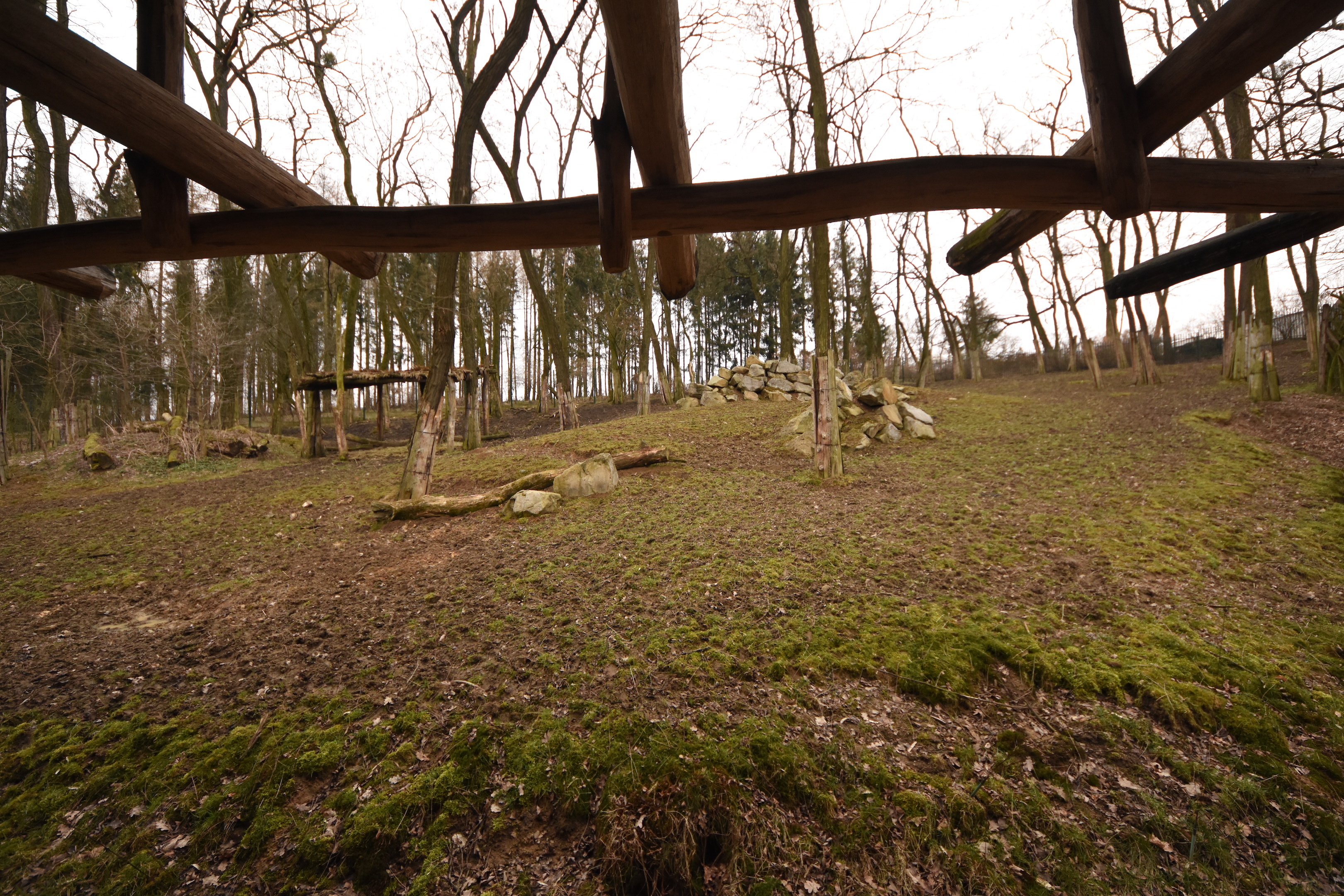 Greater kudu enclosure