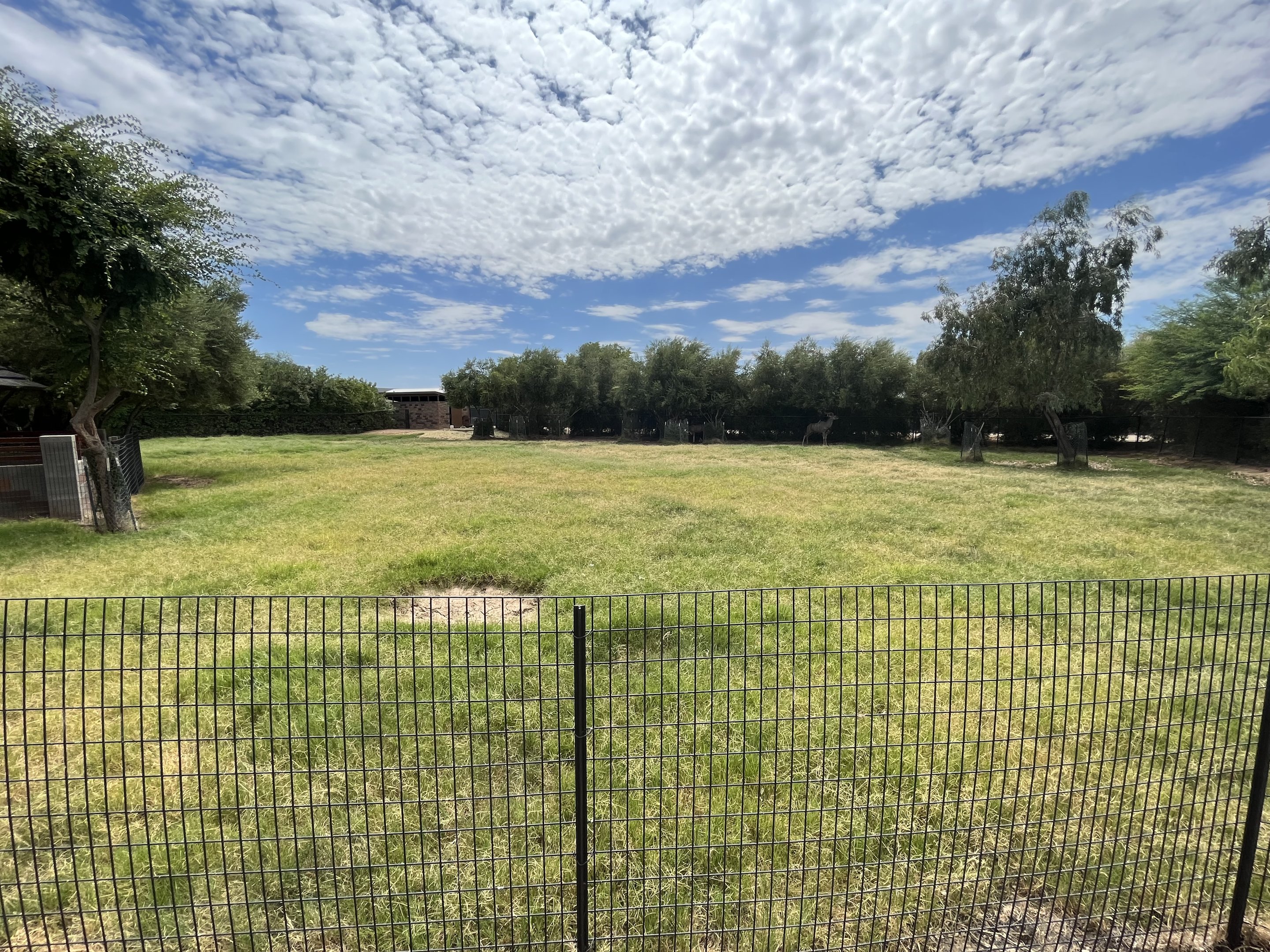 Greater Kudu Exhibit #2