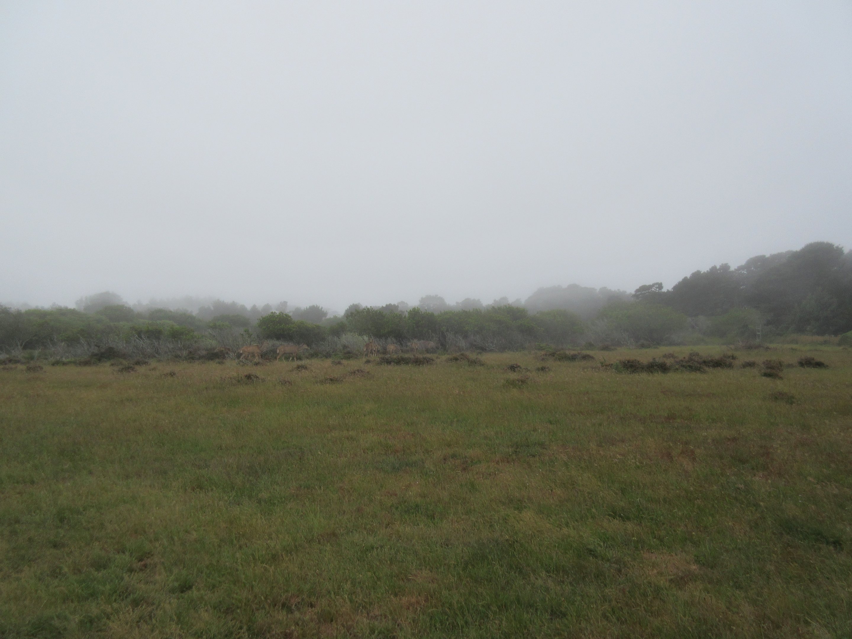 Greater Kudu Exhibit- on a foggy day