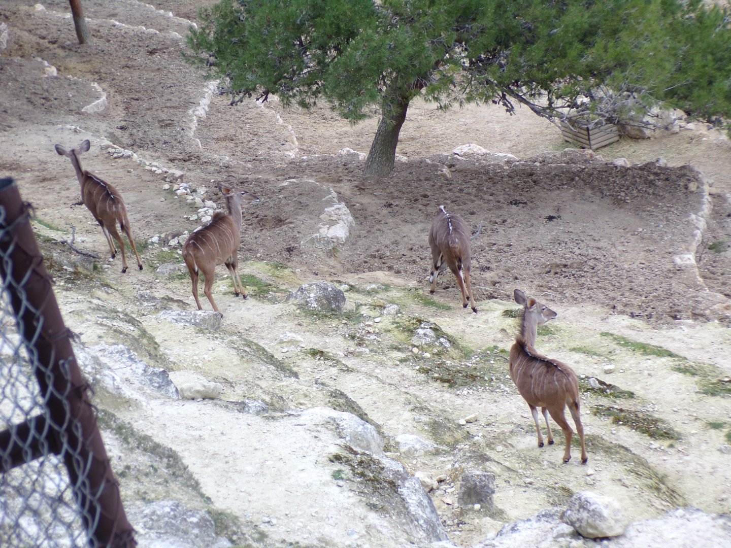 Greater Kudu exhibit overview - Réserve Africaine de Sigean (2024)
