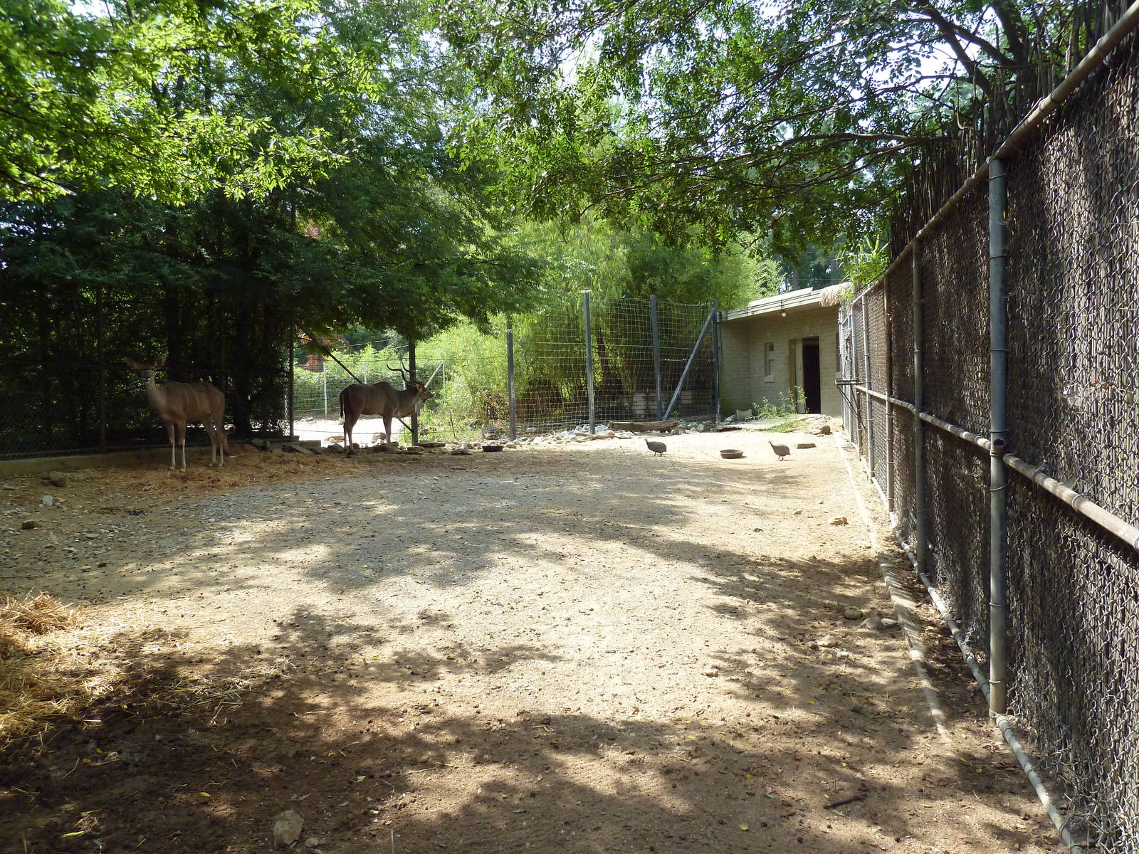 Greater Kudu Exhibit