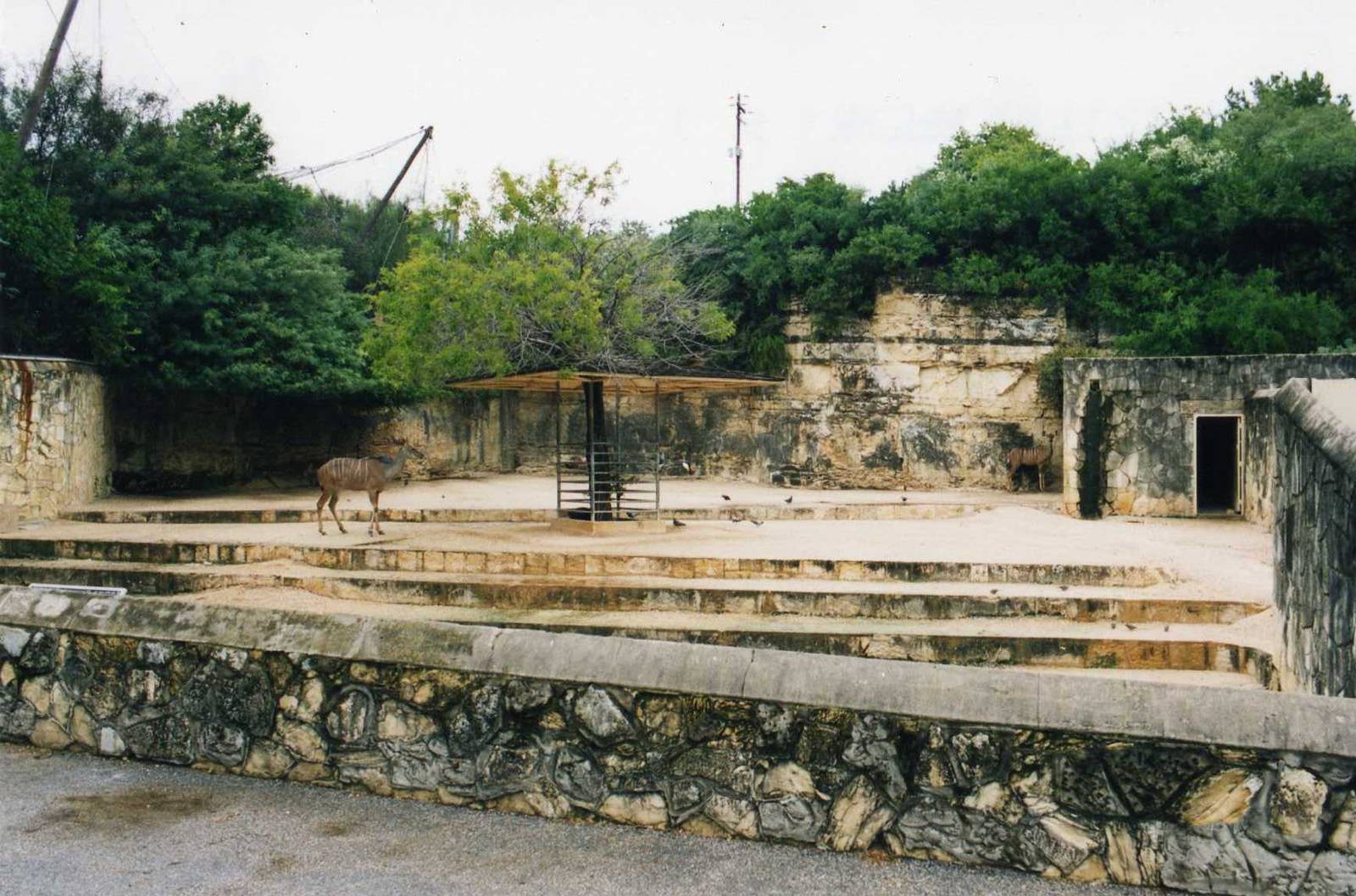 Greater Kudu Exhibit