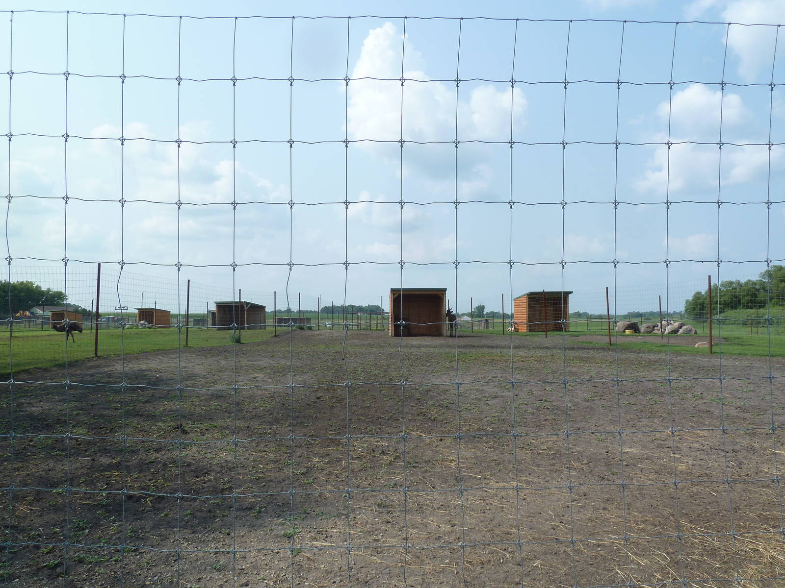 Greater Kudu Exhibit