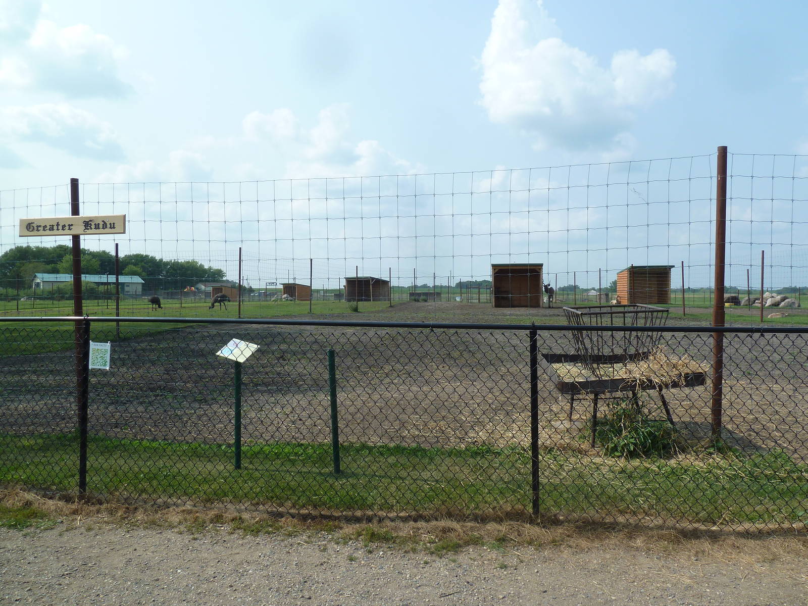 Greater Kudu Exhibit