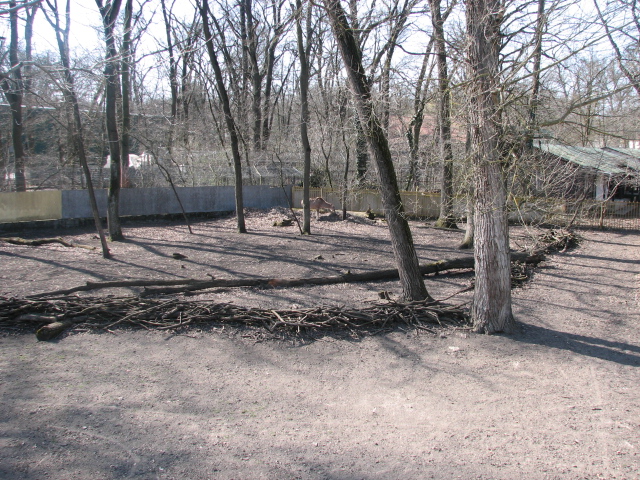 Greater kudu exhibit