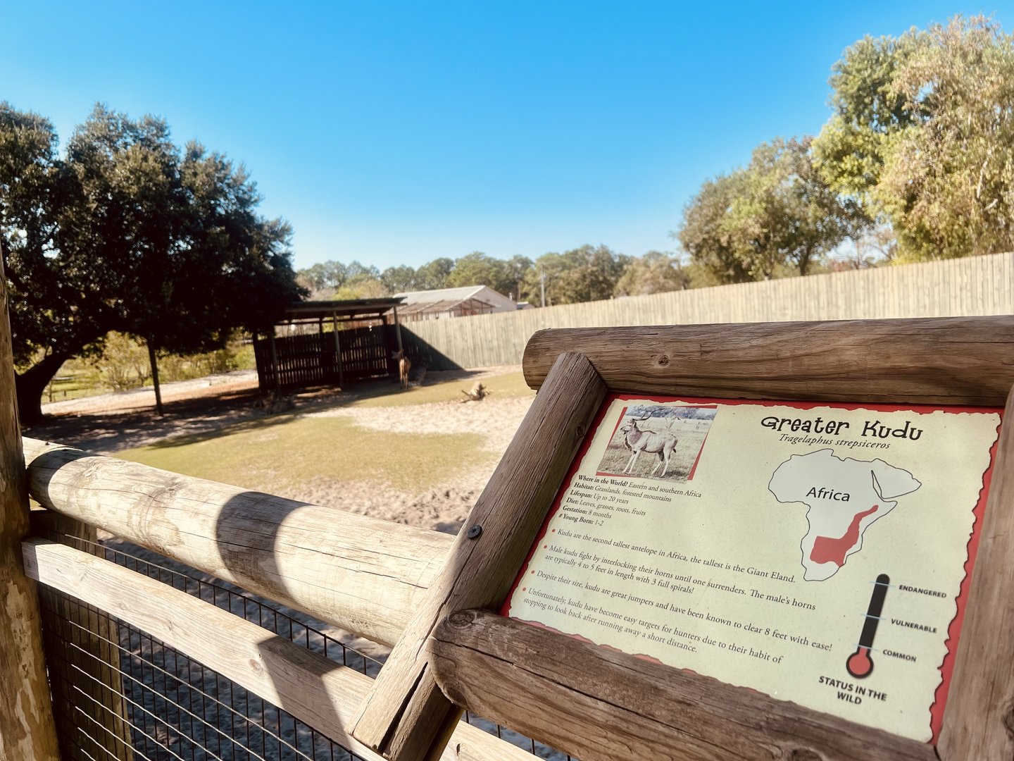 Greater Kudu Exhibit