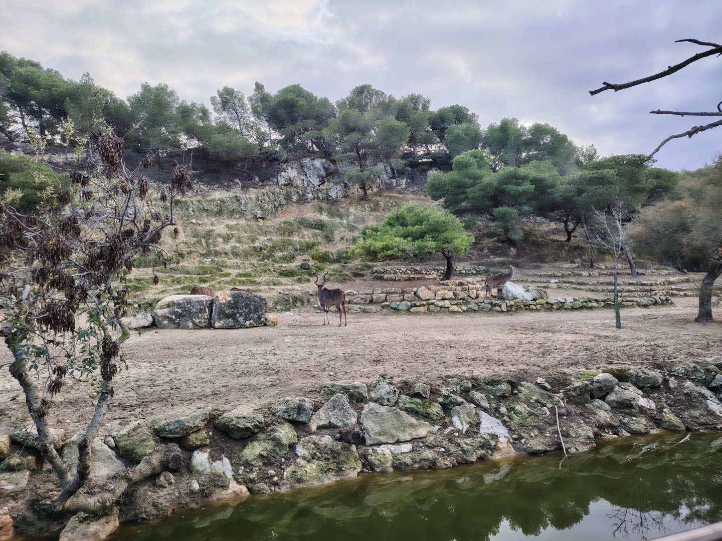 Greater Kudu Exhibit