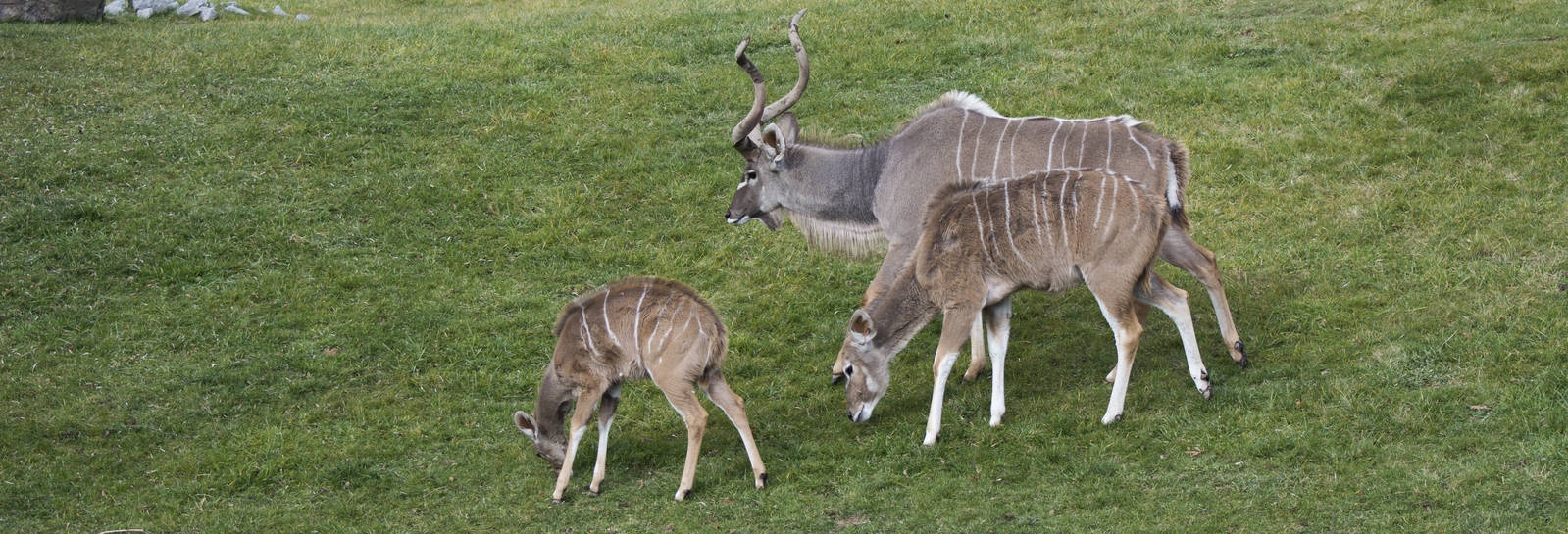 Greater Kudu Family
